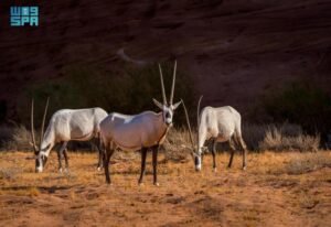 السعودية.. كائنات فطرية مهددة بالانقراض في محمية نيوم الطبيعية