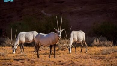 السعودية.. كائنات فطرية مهددة بالانقراض في محمية نيوم الطبيعية